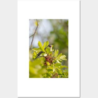 Yellow-rumped Warbler Posters and Art